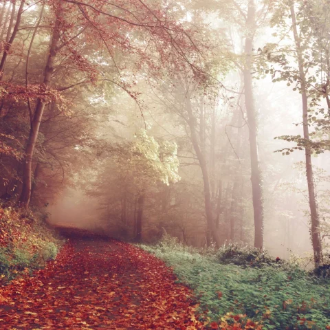poetic autumn landscape featuring a lane in a forest