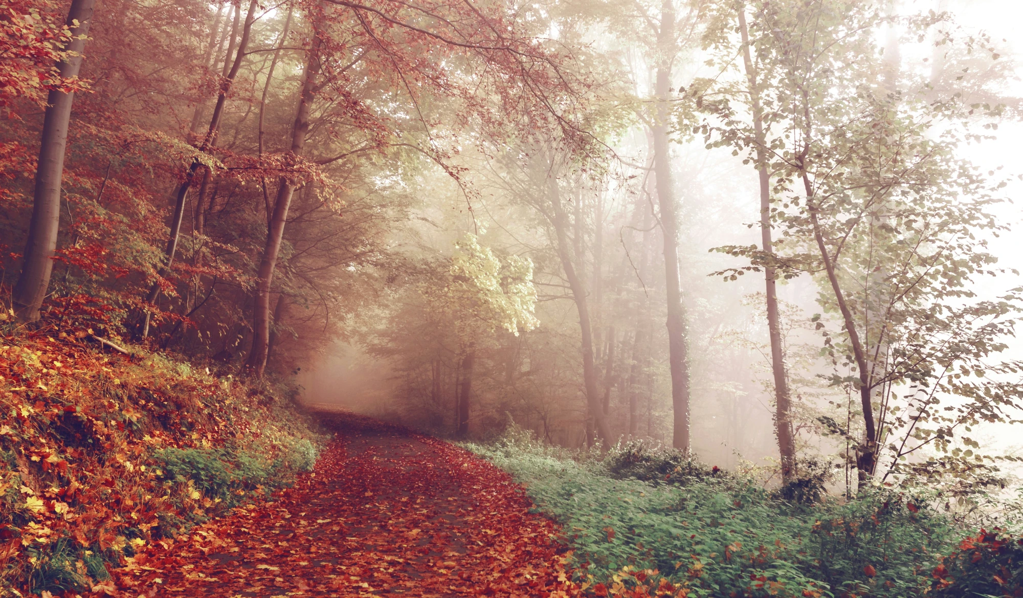poetic autumn landscape featuring a lane in a forest